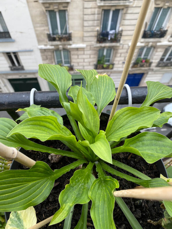 Hosta 'Siberian Tiger' au printemps sur mon balcon parisien, Paris 19e (75)