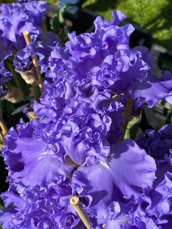 Iris First Wave, Bourdillon, Journées des Plantes de Chantilly,, Domaine de Chantilly, Chantilly (60)