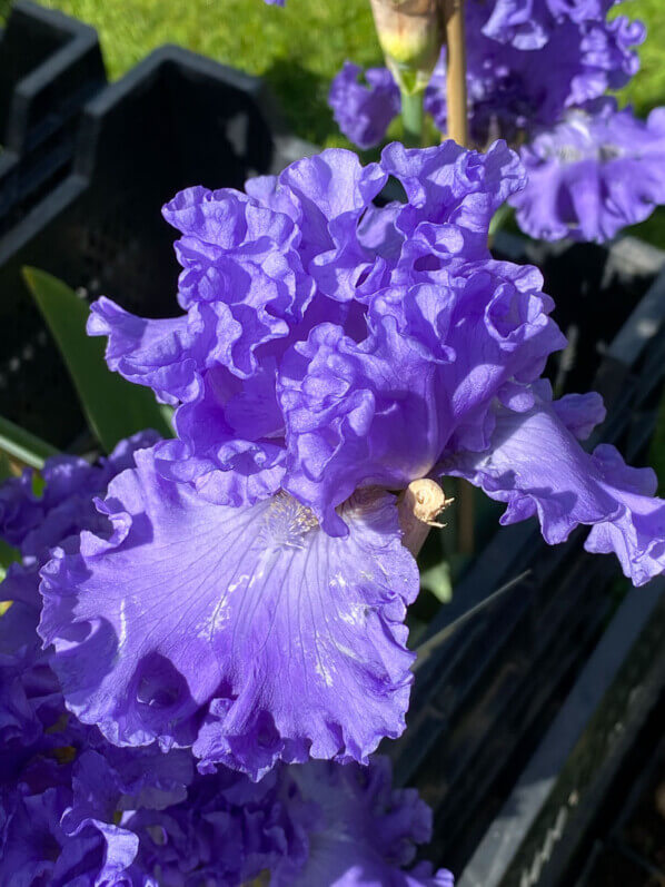 Iris First Wave, Bourdillon, Journées des Plantes de Chantilly,, Domaine de Chantilly, Chantilly (60)