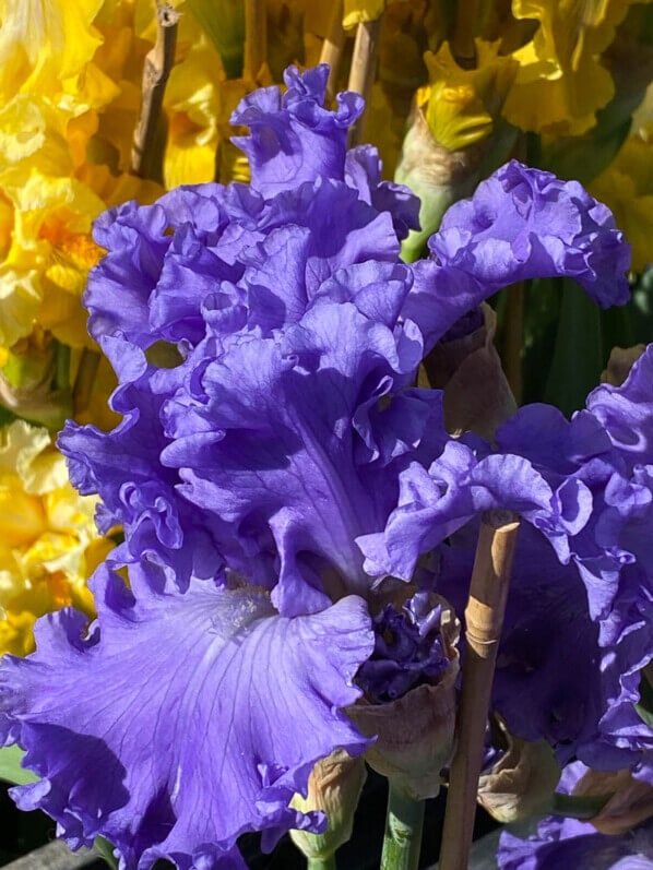 Iris First Wave, Bourdillon, Journées des Plantes de Chantilly,, Domaine de Chantilly, Chantilly (60)