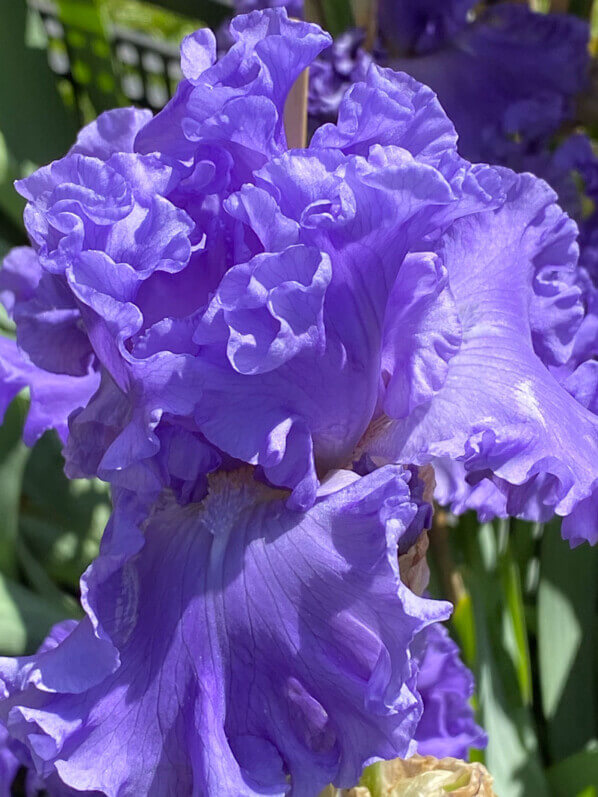 Iris First Wave, Bourdillon, Journées des Plantes de Chantilly,, Domaine de Chantilly, Chantilly (60)