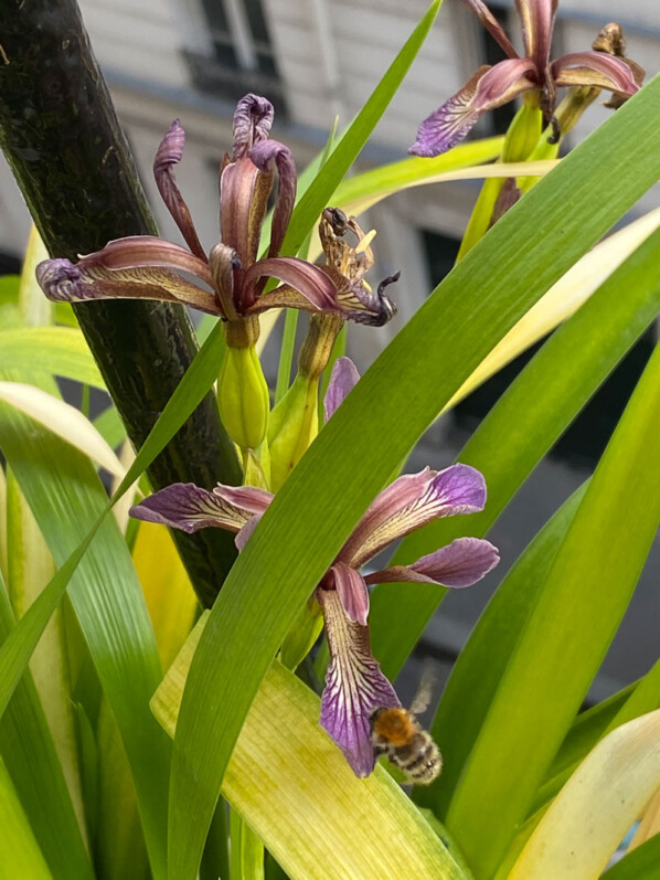 Iris foetidissima 'Paul's Gold' au printemps sur mon balcon parisien, Paris 19e (75)