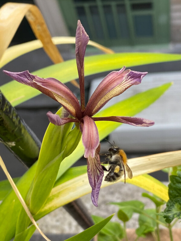 Iris foetidissima 'Paul's Gold' au printemps sur mon balcon parisien, Paris 19e (75)