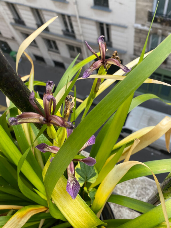 Iris foetidissima 'Paul's Gold' au printemps sur mon balcon parisien, Paris 19e (75)