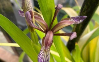 Iris foetidissima 'Paul's Gold' au printemps sur mon balcon parisien, Paris 19e (75)