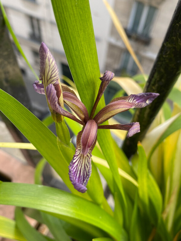 Iris foetidissima 'Paul's Gold' au printemps sur mon balcon parisien, Paris 19e (75)