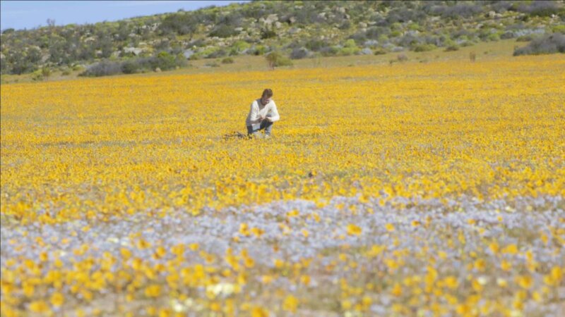L'abominable mystère des fleurs, documentaire Science grand format, France 5, jeudi 19 mai 2022