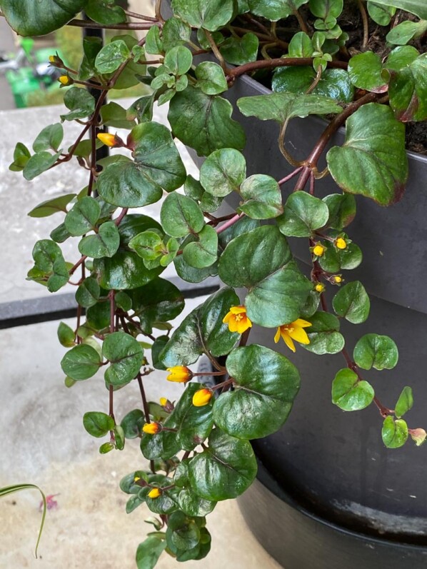 Lysimachia christinae 'Zixin' au printemps sur mon balcon parisien, Paris 19e (75)