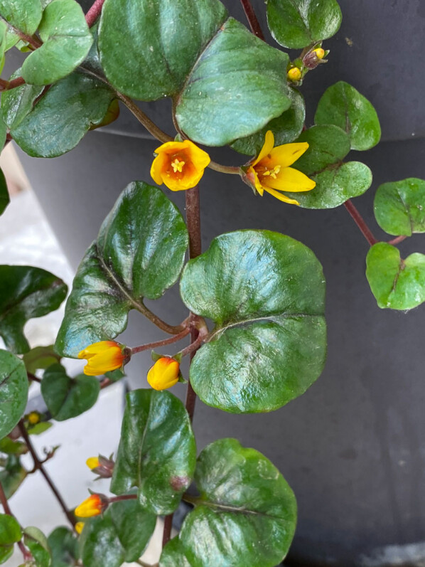 Lysimachia christinae 'Zixin' au printemps sur mon balcon parisien, Paris 19e (75)