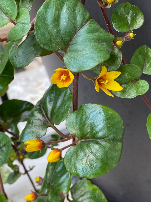 Lysimachia christinae 'Zixin' au printemps sur mon balcon parisien, Paris 19e (75)