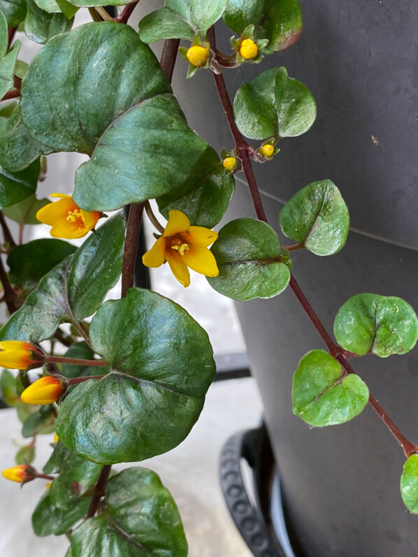 Lysimachia christinae 'Zixin' au printemps sur mon balcon parisien, Paris 19e (75)