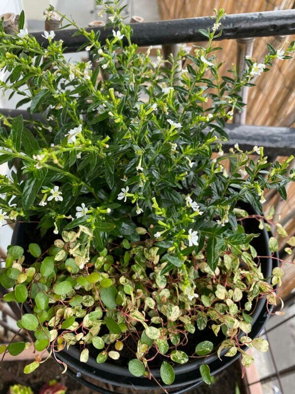 Potée avec Cuphea hyssopifolia et Muehlenbeckia complexa ‘Tricolor’ au printemps sur mon balcon parisien, Paris 19e (75)