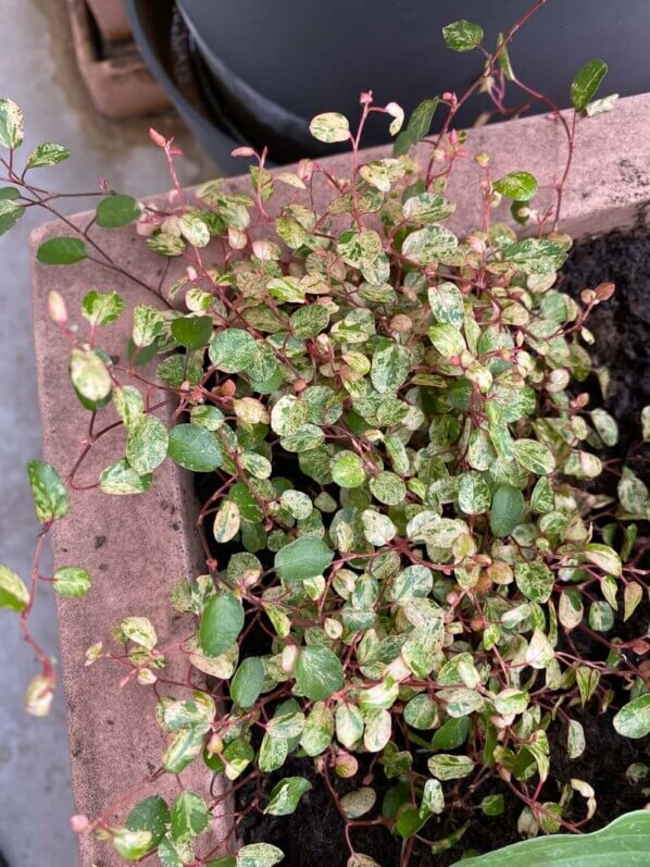 Muehlenbeckia complexa ‘Tricolor’ au printemps sur mon balcon parisien, Paris 19e (75)