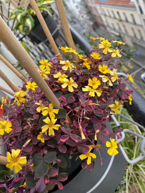 Oxalis vulcanicola au printemps sur mon balcon parisien, Paris 19e (75)