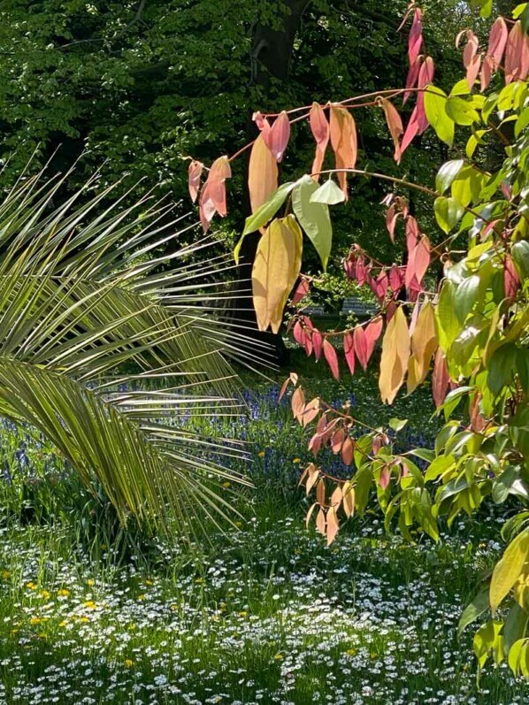 Palmier, pelouse fleurie, Serres royales, Laeken, Belgique