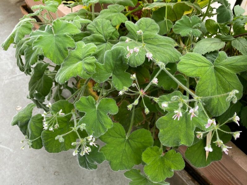 Fleurs du Pélargonium tomentosum au printemps sur mon balcon parisien, Paris 19e (75)