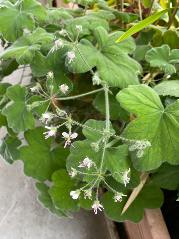 Fleurs du Pélargonium tomentosum au printemps sur mon balcon parisien, Paris 19e (75)