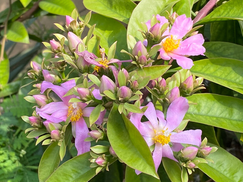 Pereskia grandifolia subsp. grandifolia, au printemps dans le Jardin botanique de Meise, Belgique