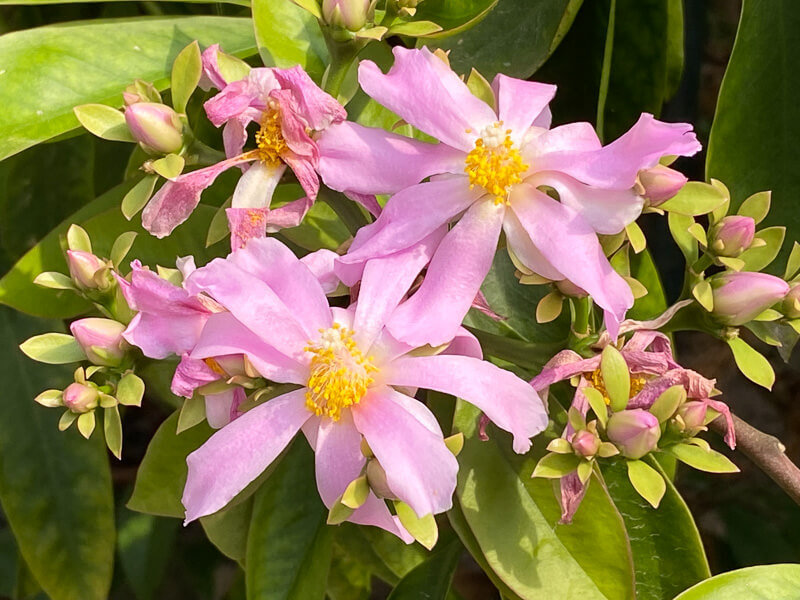 Pereskia grandifolia subsp. grandifolia, au printemps dans le Jardin botanique de Meise, Belgique