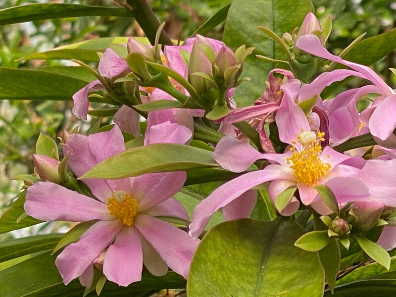 Lire la suite à propos de l’article Pereskia grandifolia subsp. grandifolia, un cactus très feuillu