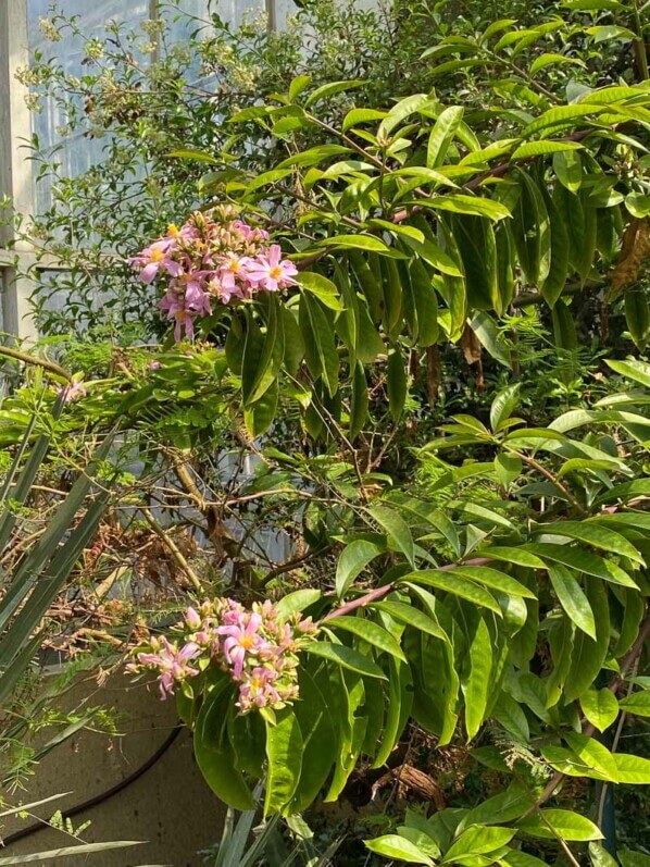 Pereskia grandifolia subsp. grandifolia, au printemps dans le Jardin botanique de Meise, Belgique