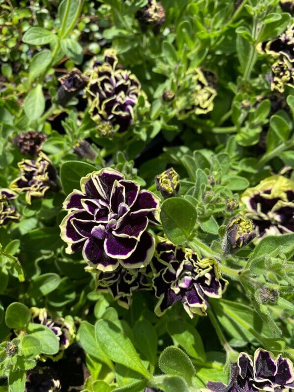 Pétunia 'Midnight Gold', Journées des Plantes de Chantilly,, Domaine de Chantilly, Chantilly (60)