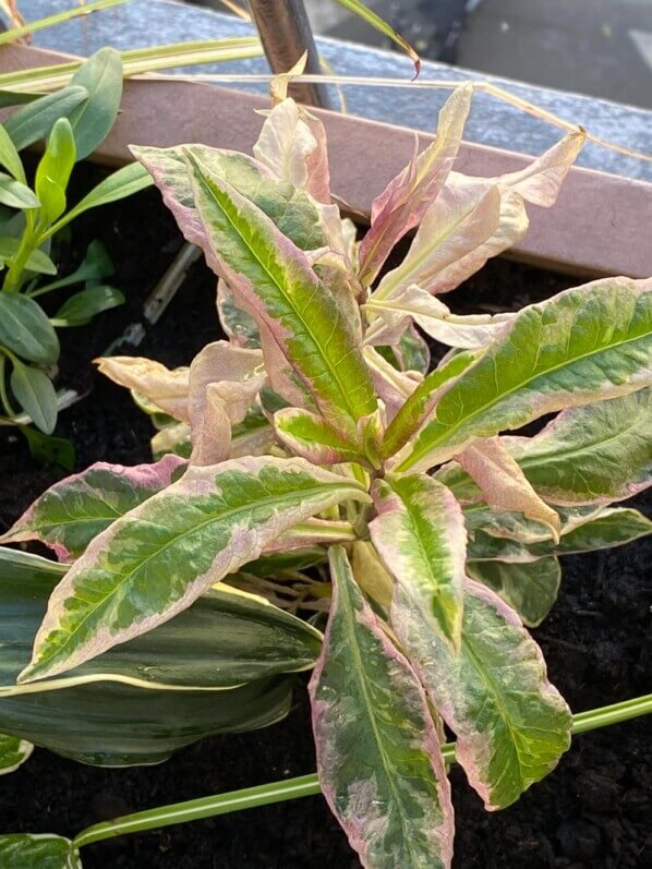 Phlox paniculata ‘Olympus’ au printemps sur mon balcon parisien, Paris 19e (75)