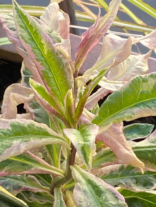 Phlox paniculata ‘Olympus’ au printemps sur mon balcon parisien, Paris 19e (75)