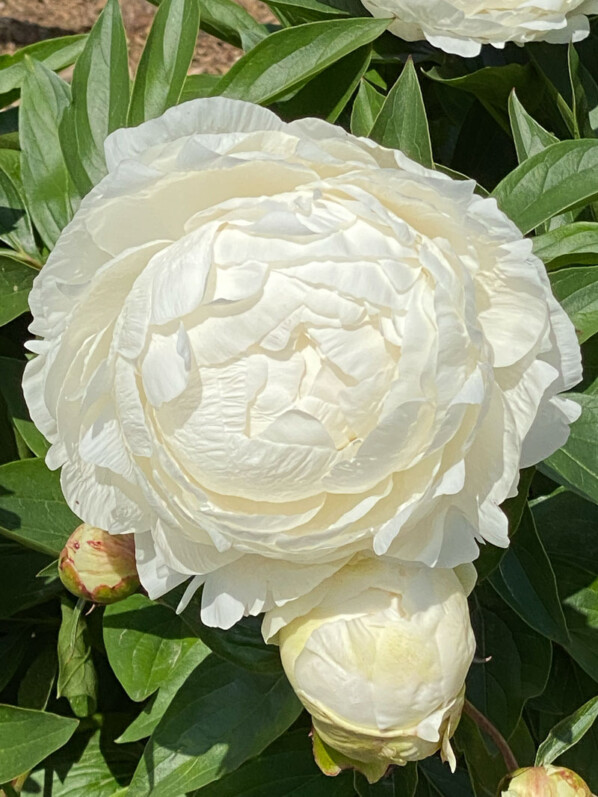 Paeonia lactiflora 'Alesia' au printemps dans le parc de Bagatelle, Paris 16e (75)