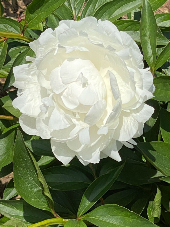 Paeonia lactiflora 'Alesia' au printemps dans le parc de Bagatelle, Paris 16e (75)