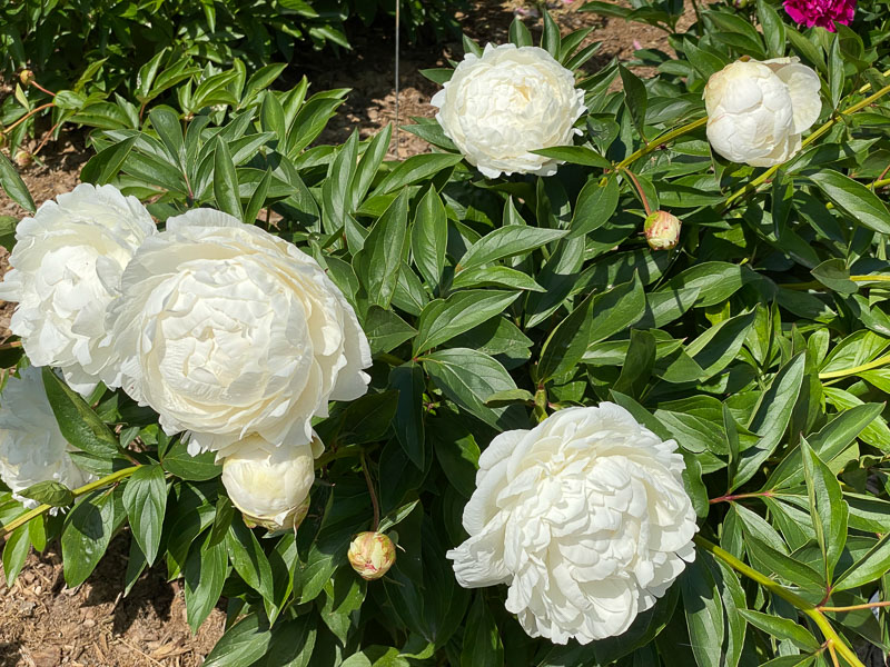 Paeonia lactiflora 'Alesia' au printemps dans le parc de Bagatelle, Paris 16e (75)