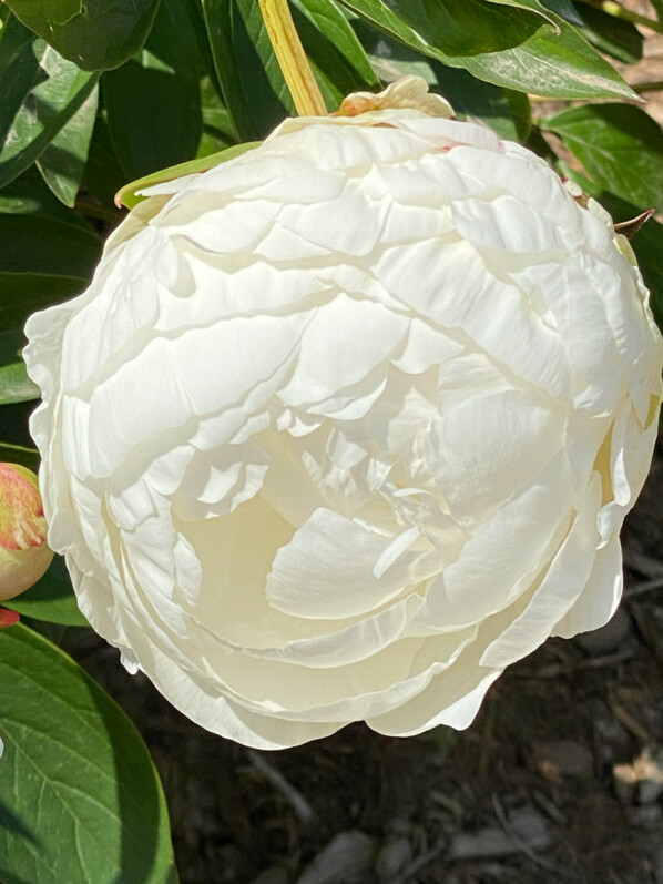 Paeonia lactiflora 'Alesia' au printemps dans le parc de Bagatelle, Paris 16e (75)