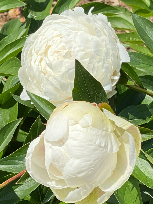 Paeonia lactiflora 'Alesia' au printemps dans le parc de Bagatelle, Paris 16e (75)