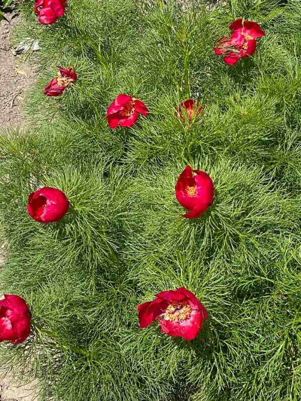 Paeonia tenuifolia au printemps dans le Jardin botanique de Meise, Belgique