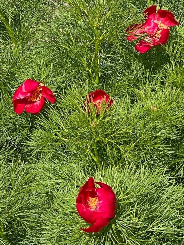 Paeonia tenuifolia au printemps dans le Jardin botanique de Meise, Belgique