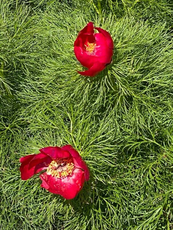 Paeonia tenuifolia au printemps dans le Jardin botanique de Meise, Belgique