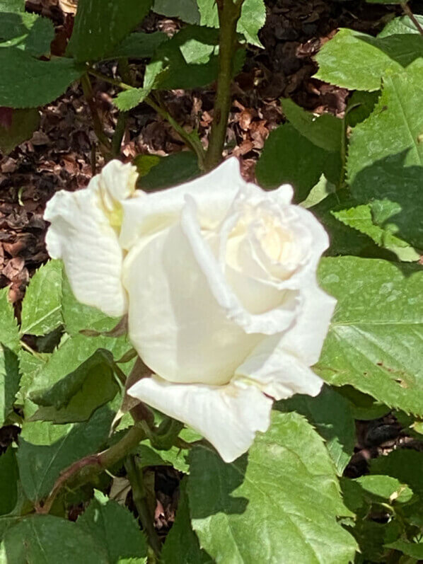 Rose Jean-Paul II, Festival international des jardins, Chaumont-sur-Loire (41)