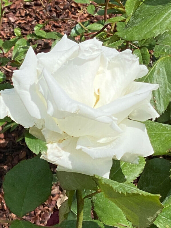 Rose Jean-Paul II, Festival international des jardins, Chaumont-sur-Loire (41)