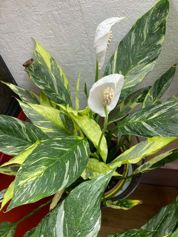 Floraison du Spathiphyllum à feuillage panaché, plante d'intérieur, Paris 19e (75)