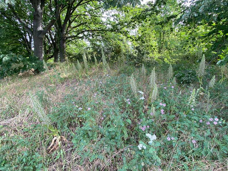 Talus avec des orchis boucs, Bois de Vincennes, Paris 12e (75)