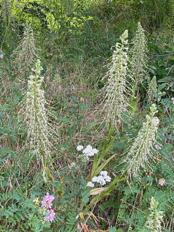 Talus avec des orchis boucs, Bois de Vincennes, Paris 12e (75)