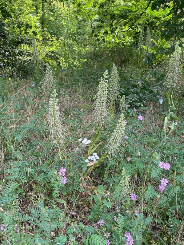 Talus avec des orchis boucs, Bois de Vincennes, Paris 12e (75)