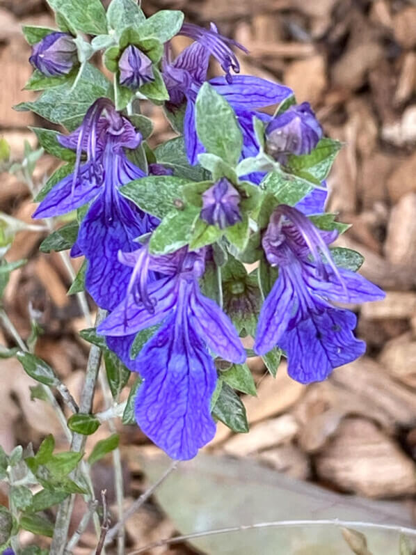 Teucrium fruticans 'Curaçao', fleur, arbuste, Festival international des jardins, Chaumont-sur-Loire (41)