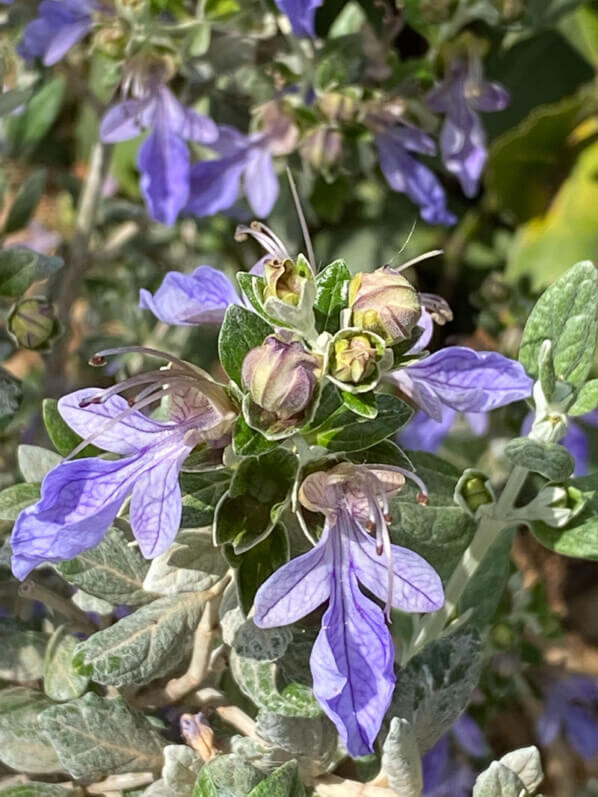 Teucrium fruticans, fleur, arbuste, Festival international des jardins, Chaumont-sur-Loire (41)