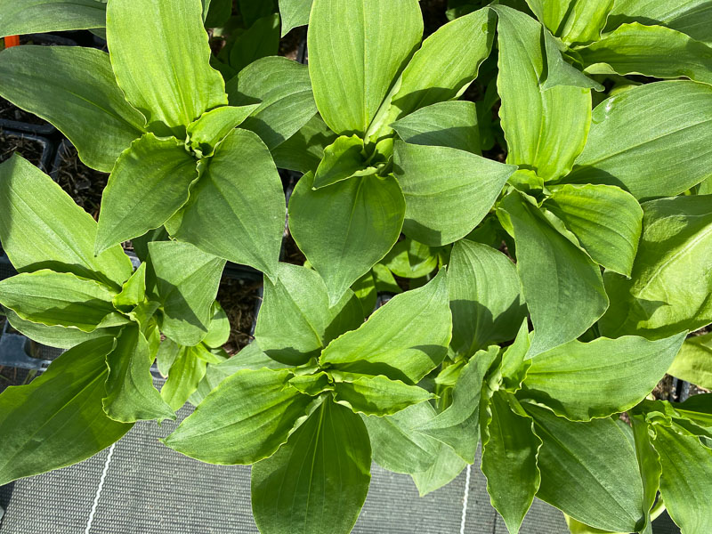 Lire la suite à propos de l’article Nouvelle sur mon balcon : Tinantia erecta