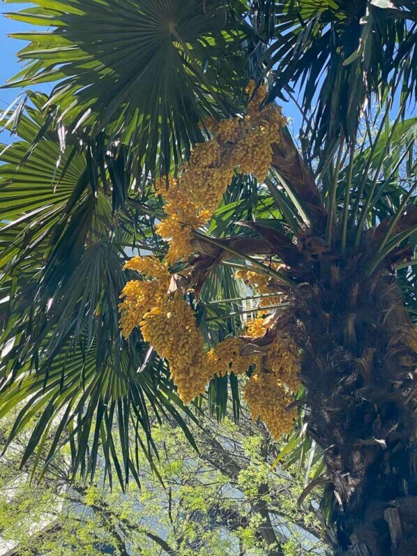 Trachycarpus fortunei au printemps, Paris 19ème (75)