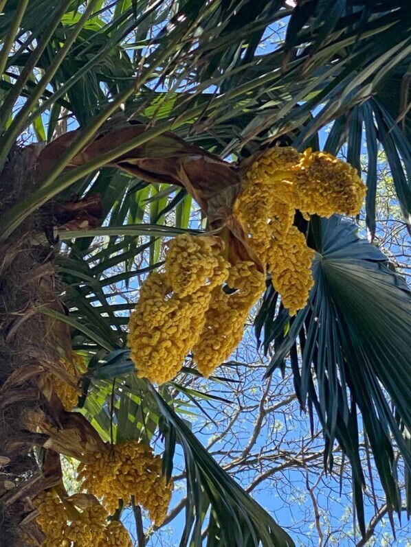 Trachycarpus fortunei au printemps, Paris 19ème (75)