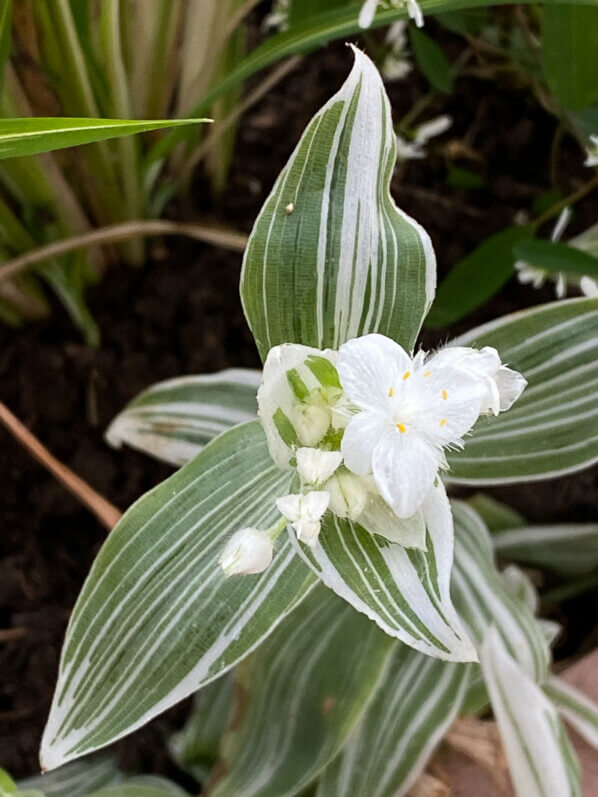 Tradescantia albiflora 'Albo-vittata' au printemps sur mon balcon parisien, Paris 19e (75)