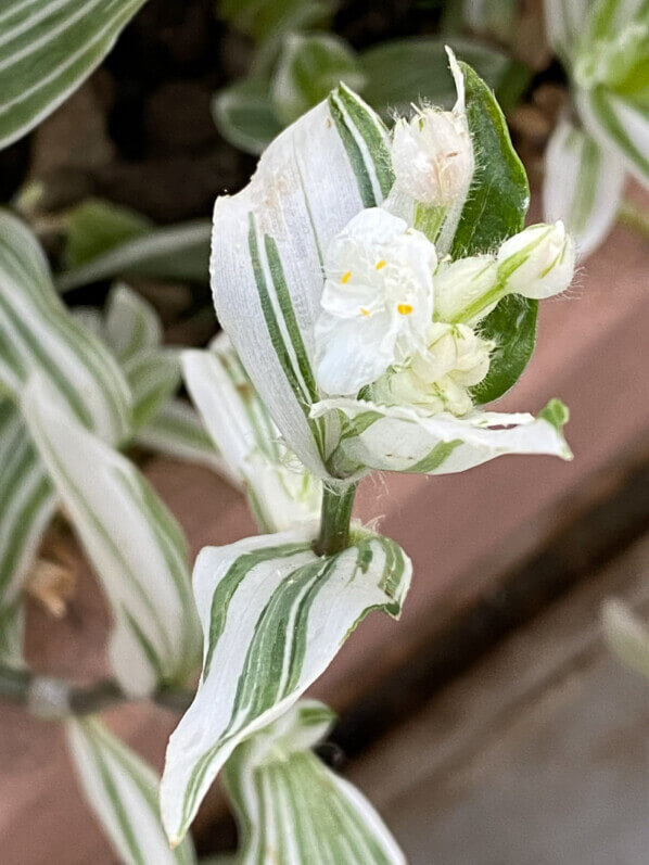 Lire la suite à propos de l’article Floraison printanière de Tradescantia albiflora ‘Albo-vittata’ sur mon balcon