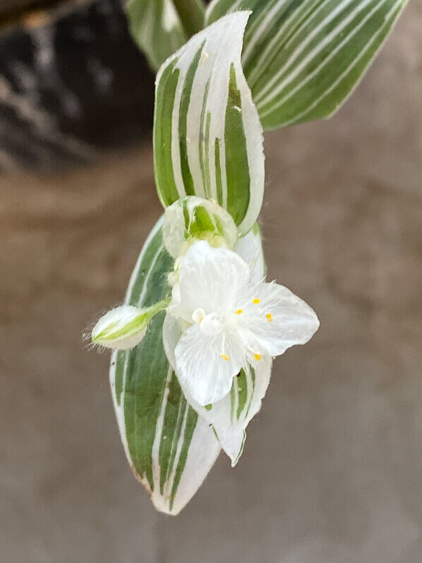 Tradescantia albiflora 'Albo-vittata' au printemps sur mon balcon parisien, Paris 19e (75)